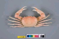 藏品(長手隆背蟹)的圖片